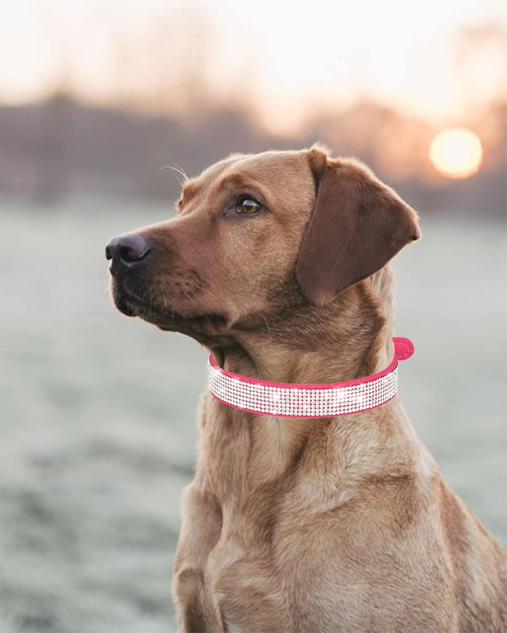 Rhinestone Dog Collar for Small Dogs Cats,Boy Girl Puppy Collars.