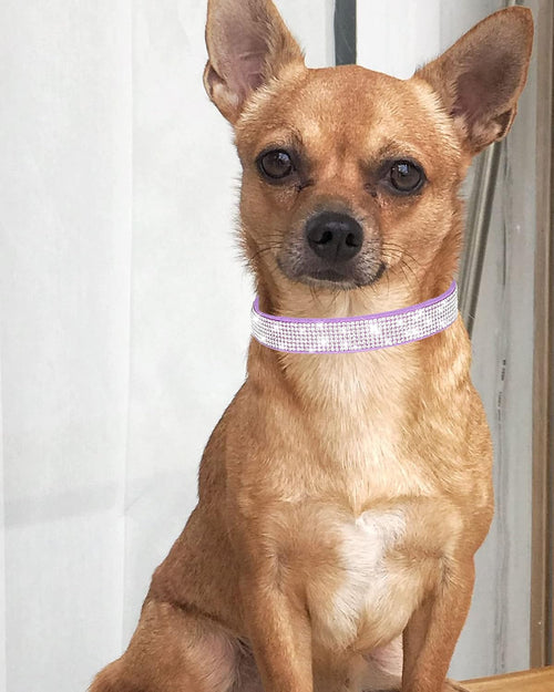 Rhinestone Dog Collar for Small Dogs Cats,Boy Girl Puppy Collars.